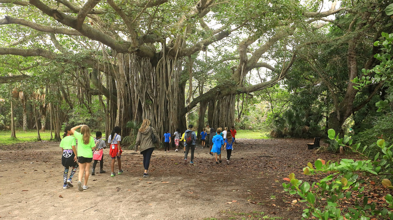 A ranger leading a group of adults and children on a tour past a banyan tree in Hugh Taylor Birch State Park.