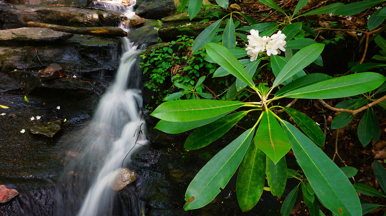 Mountain flowers near a waterfall at Fort Mountain State Park, Georgia