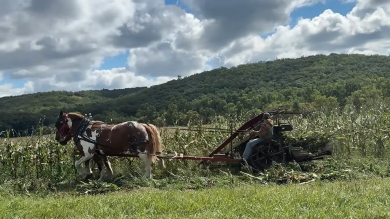 Two horses pulling farming equipment during Sodbuster Days