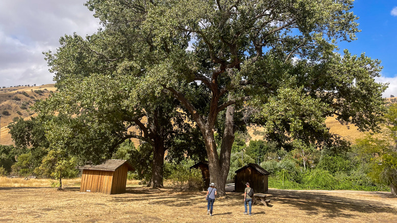 Two people walk towards a giant valley oak at Fort Tejon State Historic Park.