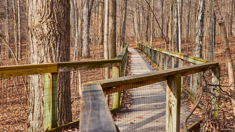 Bare Forest Boardwalk at Lindenwood Preserve near Fort Wayne, IN