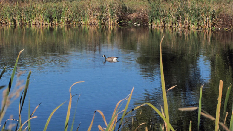 The creek at Fountain Creek Regional Park where there is a goose gliding on the water