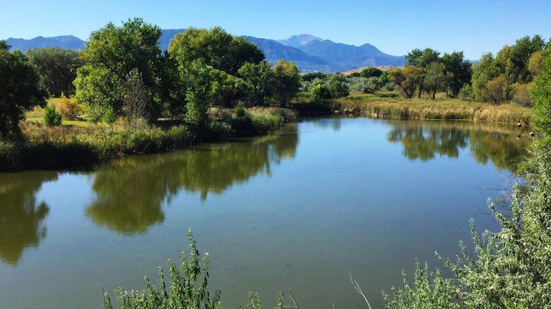 A picture of Fountain Creek Regional Park, with green trees growing around the creek and Pikes Peak mountains on the horizon