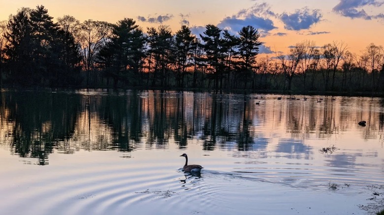 A goose floating on an artificial lake at sunset at Four Lakes Forest Preserve