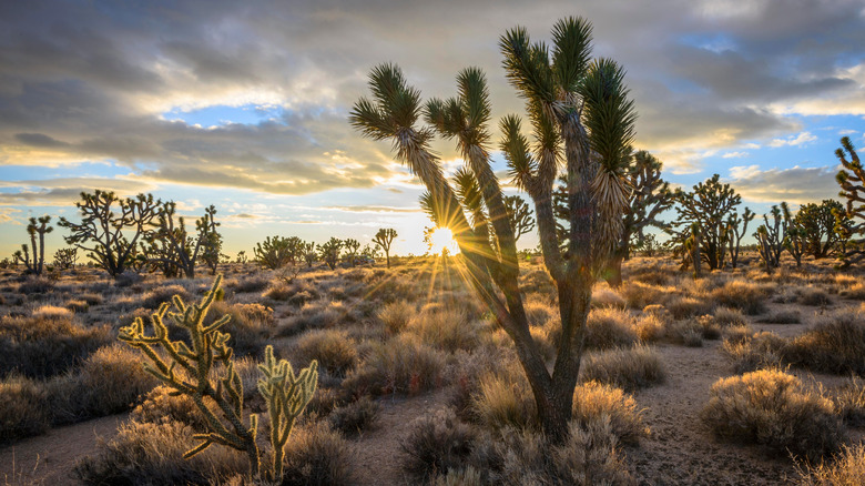 Joshua trees in Mojave National Preserve
