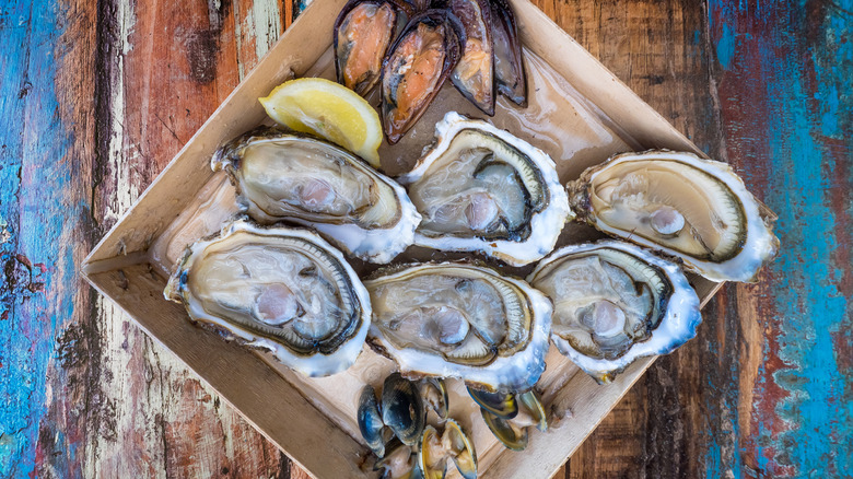 Seafood plate with oysters in Leucate