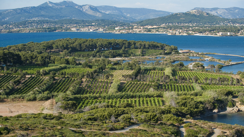Aerial view of the green landscape of Embiez