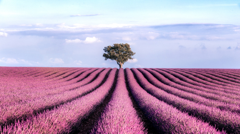 Lavender and a tree in Valensole