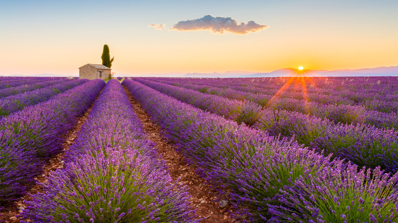 A lavender field in France at sunset