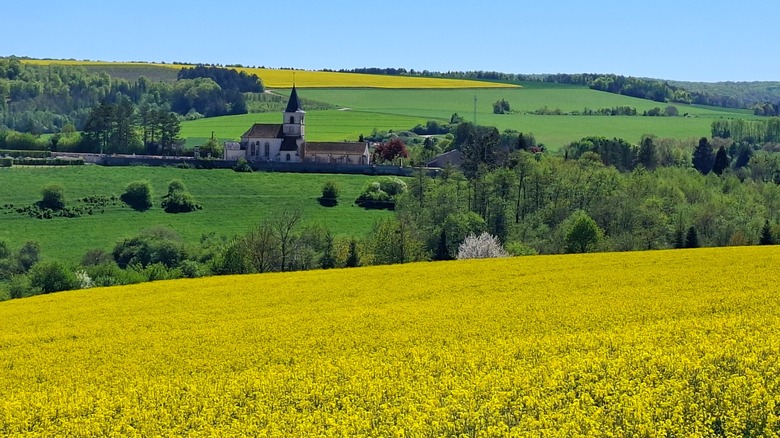 Fields of flowers amid rolling green hills with a country church in Forêts National Park in France