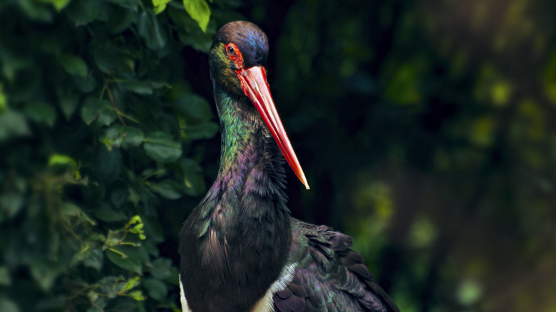 A black stork with red beak and iridescent plumage surrounded by foliage