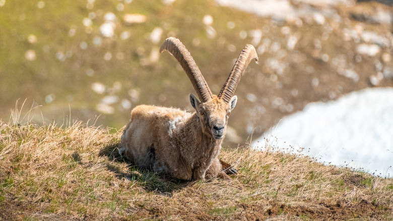A ibex sits on a patch of meadow in Vanoise National Park