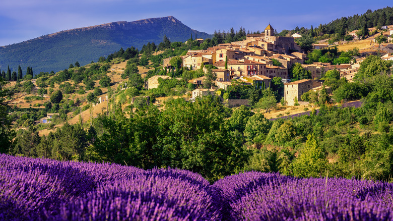 lavender fields around Sault in Provence, France
