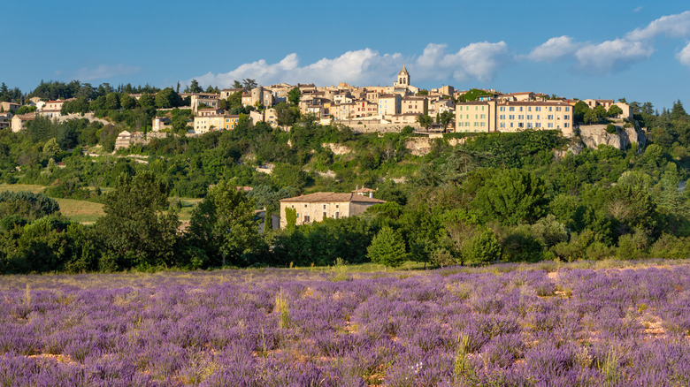 lavender fields around Sault in Provence