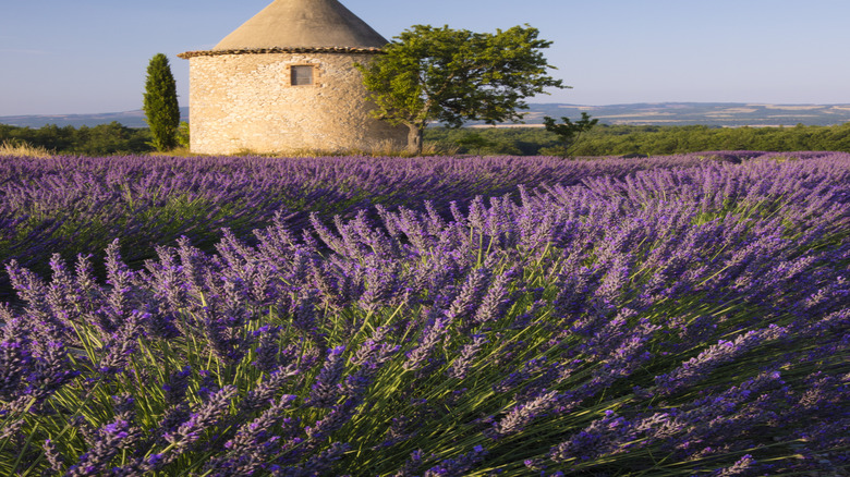 lavender fields near Sault, France