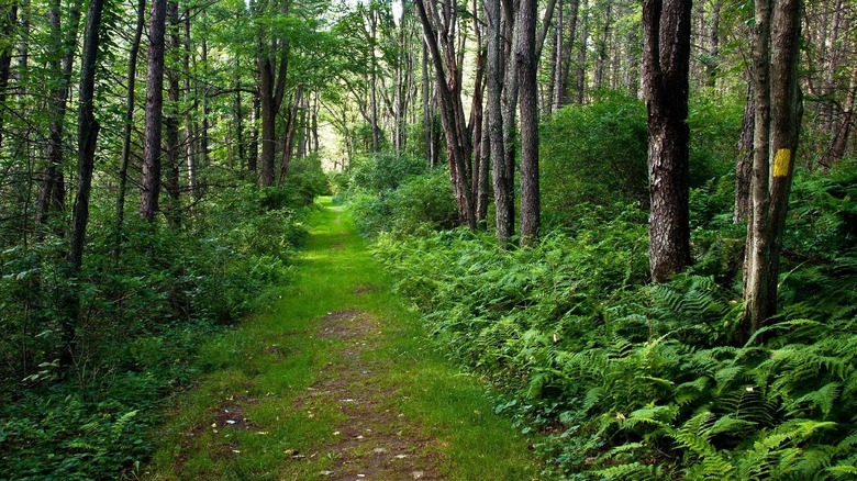A grassy trail through Frances Slocum State Forest in Indiana