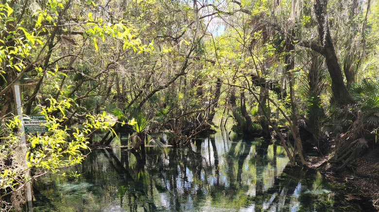 Tree canopy closing around pristine wetland waters