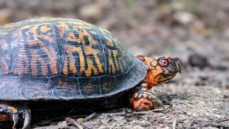 Eastern box turtle with mottled shell and orange skin, walking on forest floor