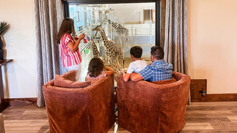 guests at Longneck Manor watching the giraffes in the barn from the Giraffe Suite