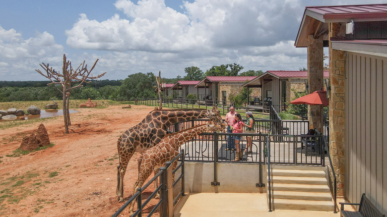 guests at Longneck Manor feed the giraffes from their Villa's private deck