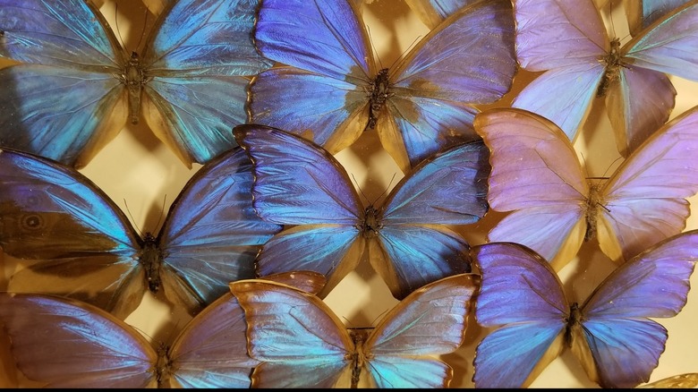 A display case at Bohart Museum of Entomology holds colorful, iridescent butterfly specimens.