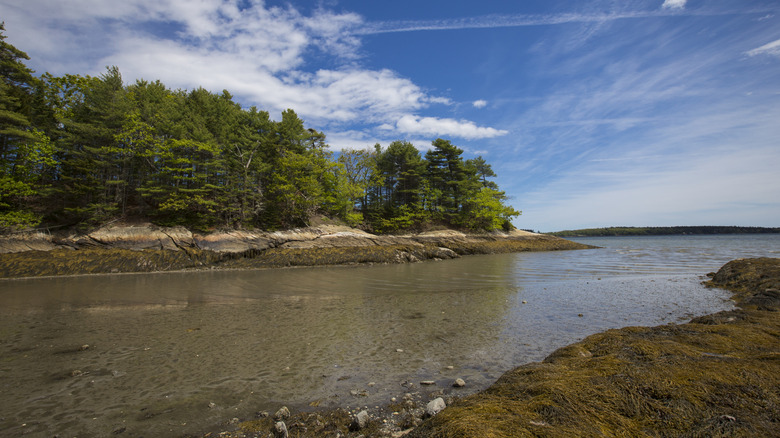 Rocks, seaweed, and trees along a bay near Freeport, Maine