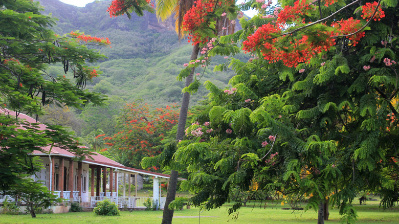 House seen through lush trees backed by mountains on Nuku Hiva.
