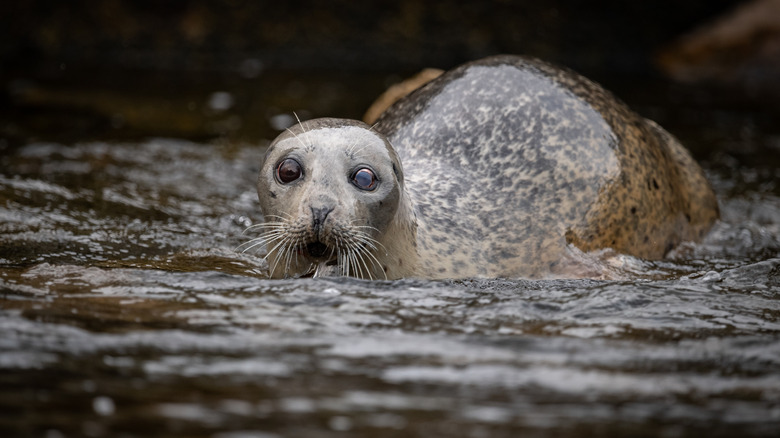 Baby seal swimming