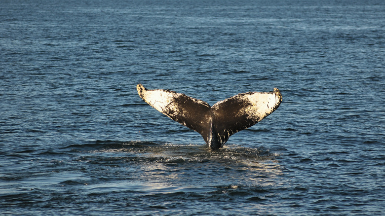 Whale tail in ocean