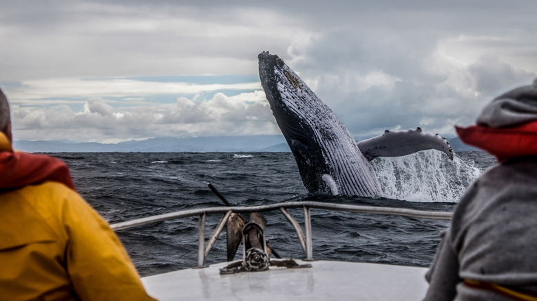 Tourists whale watching