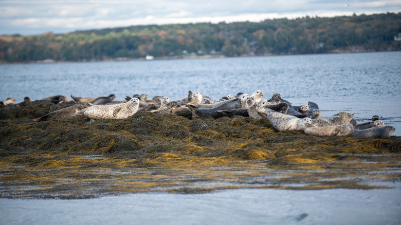 Seals sitting on a rock