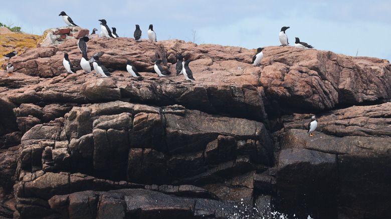 Razorbills sitting on rock