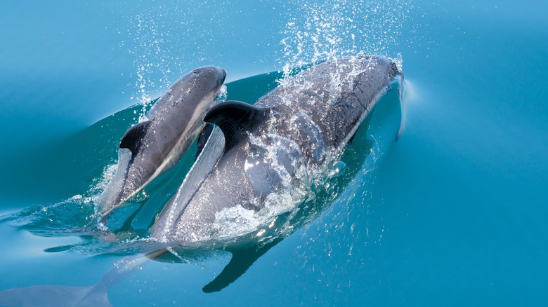 Dolphins swimming