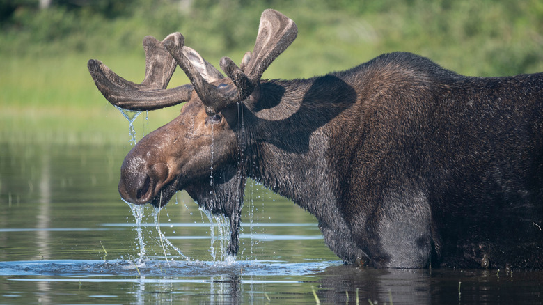 Moose standing in water