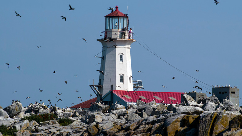 Puffins flying with lighthouse