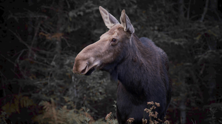 Moose stands in forest