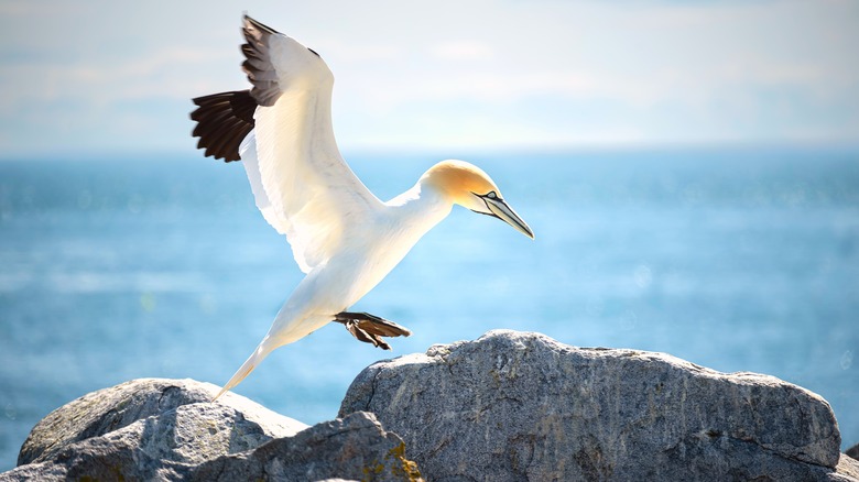 Bird landing on rock