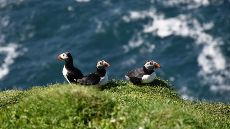 Puffins sitting on rock