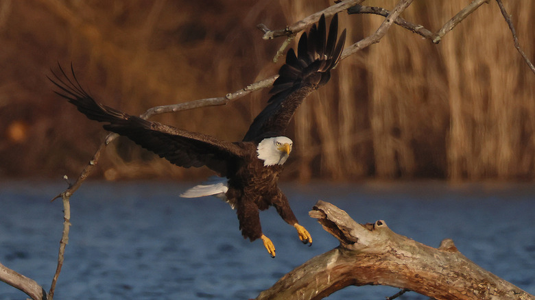 Bald eagle flying