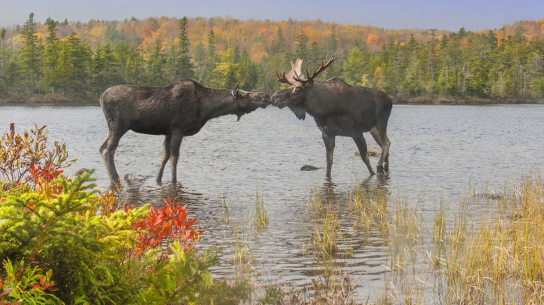 Two moose kissing