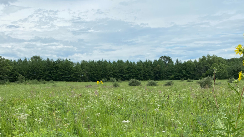 A stretch of native prairie grasses at Gabis Arboretum