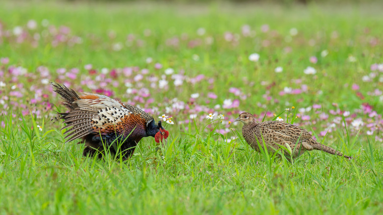 A male and female ring-necked peasant in a field with wildflowers