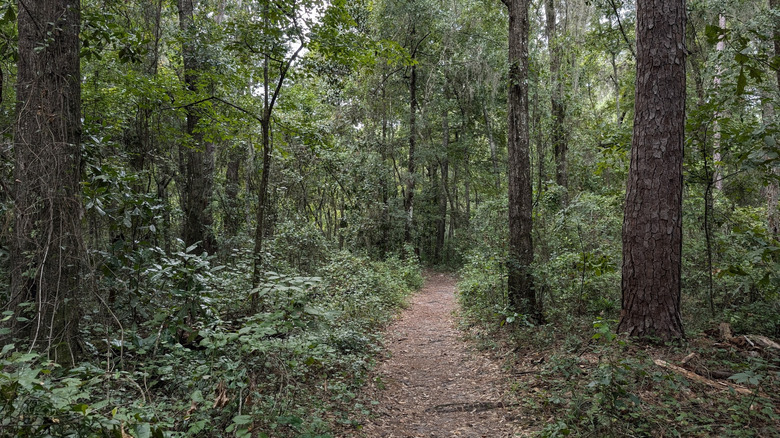 Tree-shaded trail through Cofrin Nature Park in Gainesville, Florida