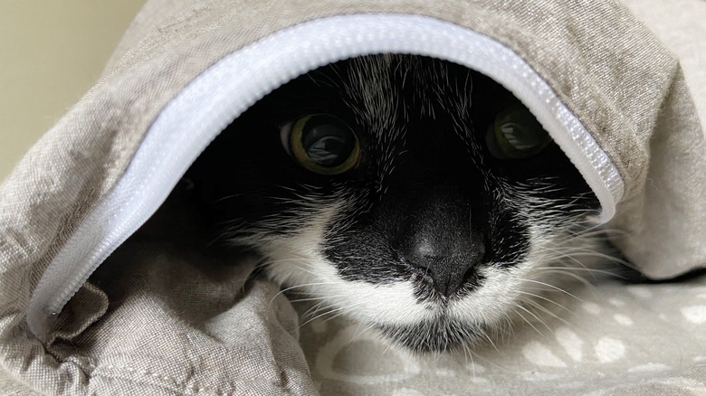 Cat hiding under a blanket