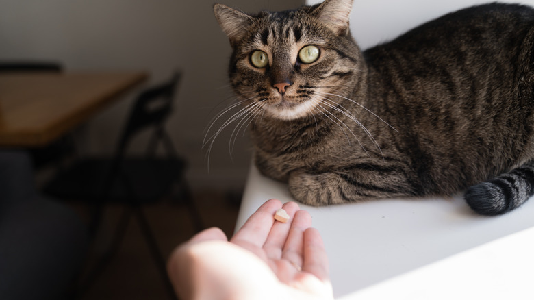 A hand presenting cat medicine to a cat