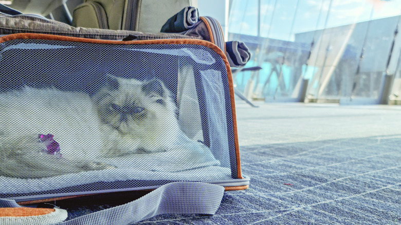 Cat in a carrier at airport