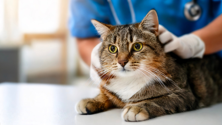 Cat with a veterinarian