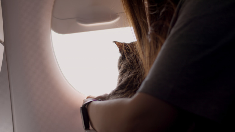 Cat looking out of an airplane window