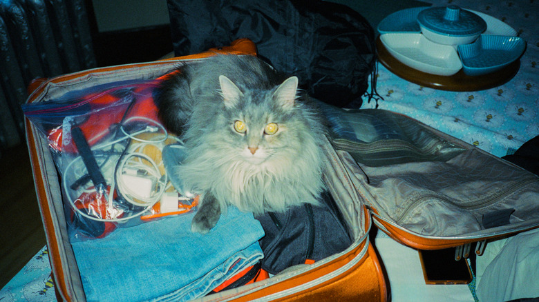 A kitty sitting in a suitcase