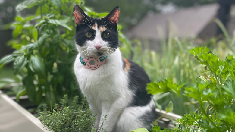 A cat wearing an AirTag tracker on his collar